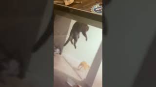 Me and my dad dying of laughter over this cat!!!