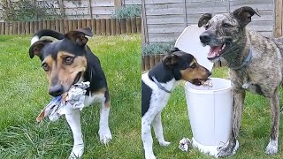 These Dogs Are Trained to Recycle Garbage
