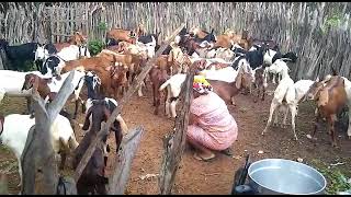 Tirando Leite de cabra em Remanso Bahia