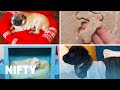DIY Projects For Dog Lovers