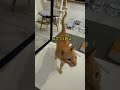 超甘えた猫VS超嫉妬猫