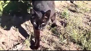 Black cat eating grass by City cats short 990 114 views 1 year ago 1 minute, 14 seconds