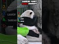 Funniest Panda Moments That Will Instantly Cheer You Up #funny#panda