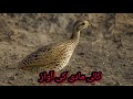 Kala Teetar Madi ki awaaz (black francolin Female) voice with chicks 2020 | Tetar Sound