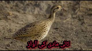 Kala Teetar Madi ki awaaz (black francolin Female) voice with chicks 2020 | Tetar Sound