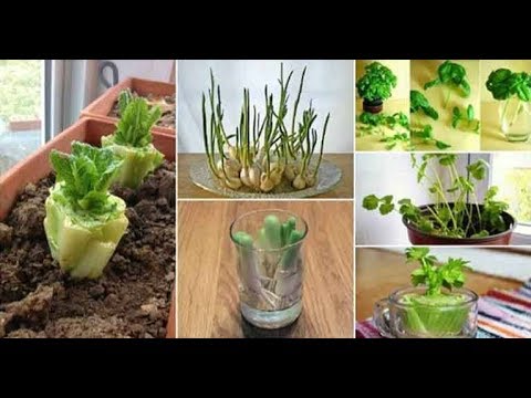 10 Vegetables You Can Regrow Again and Again! camera iphone 8 plus apk