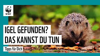 Igel gefunden? So kannst du helfen | WWF Deutschland
