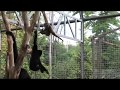 Развлекалки Гиббончиков))) Бахчисарайский зоопарк. Entertainers Gibbonchikov))) Bakhchisaray zoo.