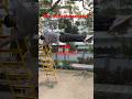 #calisthenics #motivation #discipline #gymmotivation #funny #shortvideo #bramcharya #reels #gym