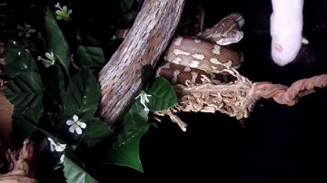 Feeding Your Snakes Smaller Feeders (part1)