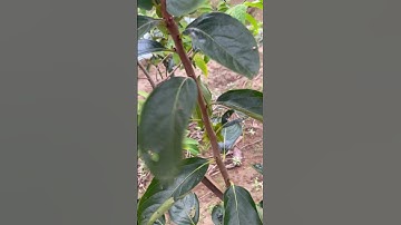 Hồng tứ quý chuẩn giống cây ghép đẹp giá tại vườnLh0986032328