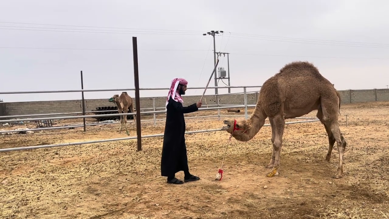 الناخه من الصفر بدون ضرب مسئلت وقت