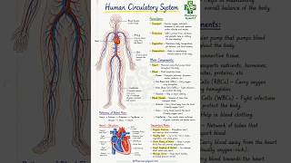Human Circulatory System ⚡ Quick,Revision. #pharmcist #Shorts#HumanCirculatory#PharmacyGyan0.1