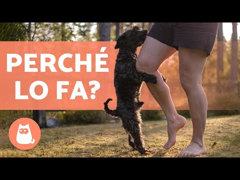 Video: Perché Il Mio Cane Sta Imbavagliando?