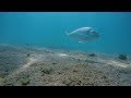 HOOK CAM - Sea bream eats bait (CRAB)