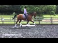 Dressage: Different types of trot
