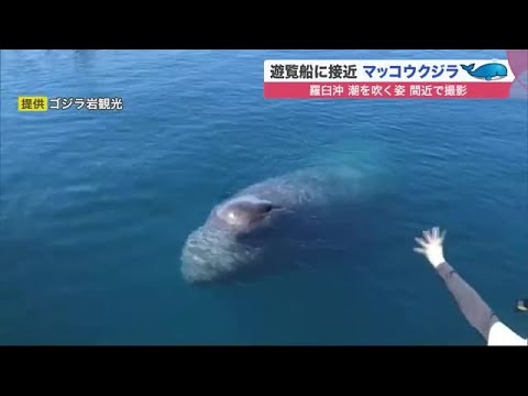 遊覧船近くで約分も 潮吹き泳ぐ マッコウクジラ 現る シャチ100頭に続く圧巻の光景 羅臼沖 21 07 22 25 Youtube