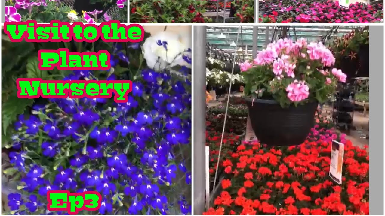 Visit to the Plant Nursery ep 3 (flowers Section)Mississauga Canada YouTube