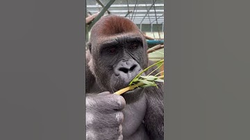 Thumbnail of Joining our gorillas for breakfast (SOUND ON 🔊)