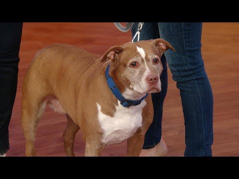 Video: Pet Scoop: 17 gadus vecs suns iegūst jaunu startu, Carrie Fisher's Dog tur viņas Vigil