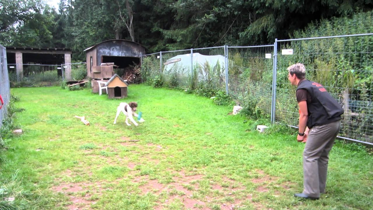 Apportiertraining mit Brisco - YouTube