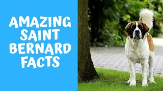 10 Amazing facts about St Bernard dogs