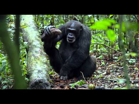 Video: ¿Qué tipo de herramientas usan los chimpancés?