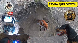 видео: Охота с ягдтерьером,подготовка и чистка трубы для охоты.Fox Hunt with Jagdterrier #хочуврек #hunting картинка: Охота с ягдтерьером,подготовка и чистка трубы для охоты.Fox Hunt with Jagdterrier #хочуврек #hunting