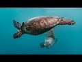 Swimming with SEA TURTLES || Boat Life in Rarotonga, Cook Islands 🏝️