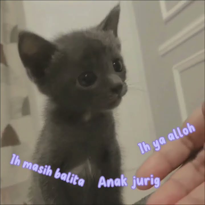 Aaaa gemes banget /Adek #kemasan sachet #kucinglucu #ytshort #kucingimut #tranding #gemes #viral