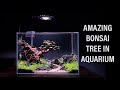 AMAZING BONSAI TREE IN AQUARIUM - step by step planting