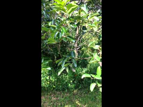 Annona glabra - the Pond Apple┃Sacred Herbs and Botanicals