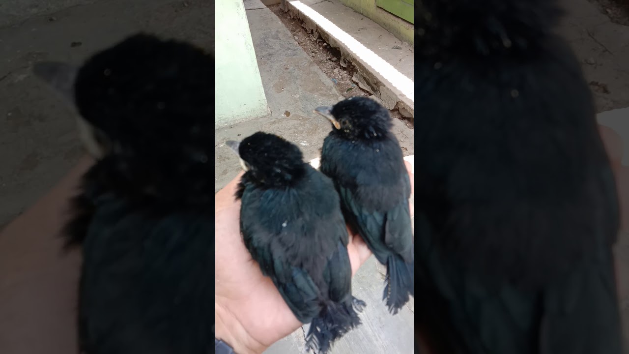 Anak burung sri gunting jantan 