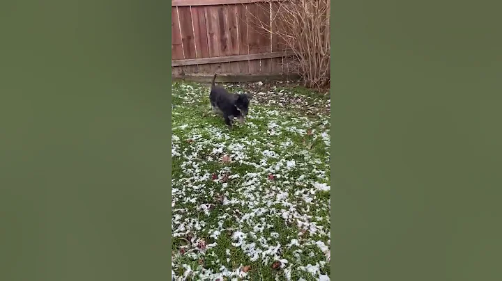 Oscar in the yard