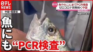 【「ゼロコロナ政策」続く中国】魚やカニにも“PCR検査”  海産物からの感染警戒し…