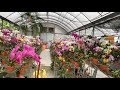 Let’s Go Shopping, A Heavenly Garden, Orchid Shopping Series, Come With Me