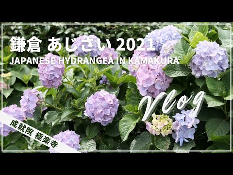 Vlog 鎌倉 あじさい 成就院 極楽寺 21 紫陽花 モンブランスタンド Kamakura Japanese Hydrangea Japan Youtube Vlog 鎌倉 あじさい 成就院 極楽寺 21 紫陽花 モンブランスタンド Kamakura Japanese Hydrangea Japan Youtube