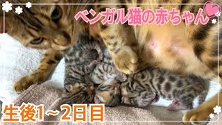 Bengal Cat Bell's 12 day kitten growth record