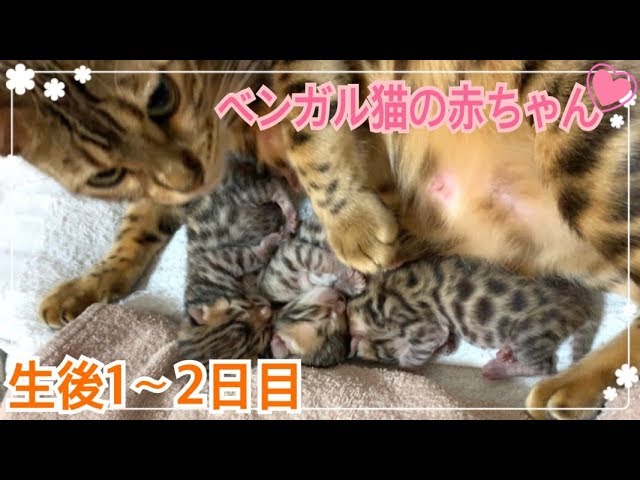 【生後1〜2日目】ベンガル猫ベルの子猫の成長記録