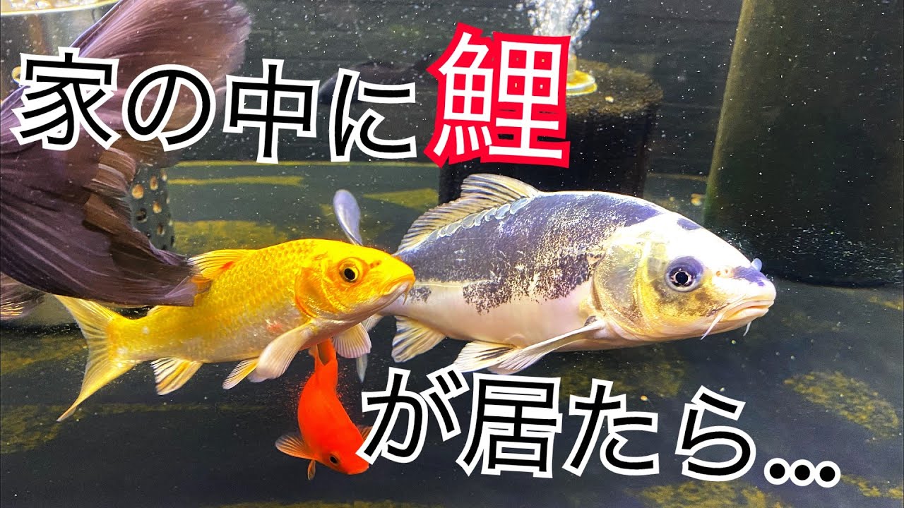 鯉を家の中で飼ったらどうなる 子供の頃の夢を叶えてみた Youtube