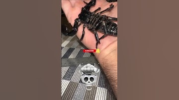 Put This in 0.25x ☠️