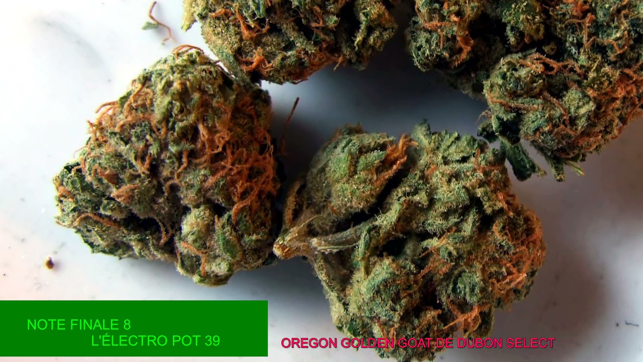 OREGON GOLDEN GOAT DE DUBON SELECT L'ÉLECTRO POT 39 - SQDC POT