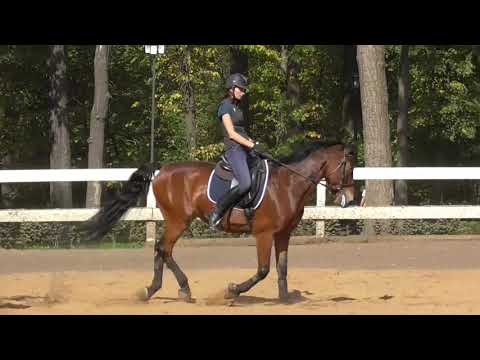 Уроки верховой езды. Упражнения на рыси и галопе на основе серпантина.