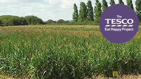 Sunny Sweetcorn: from farm to fork