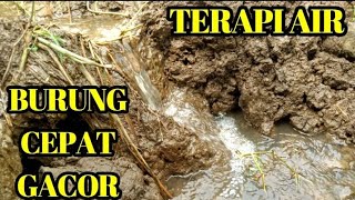 SUARA AIR MENGALIR UNTUK TERAPI BURUNG OPIOR JAWA AGAR CEPAT GACOR 