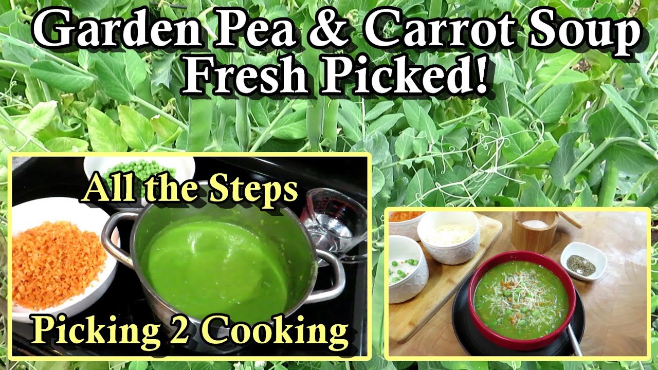 How to Make Garden Pea & Carrot Soup from Fresh Picked Vegetables: Homestead Garden Cooking