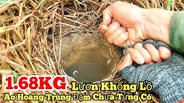 Câu lươn khủng_1.68KG lươn khổng lồ_Ao hoang trúng đậm chưa từng có_tập477//Giant eel fishing_1.68KG