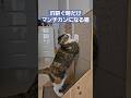 小刻み爪研ぎねこ #cat #野良猫出身 #ねこ