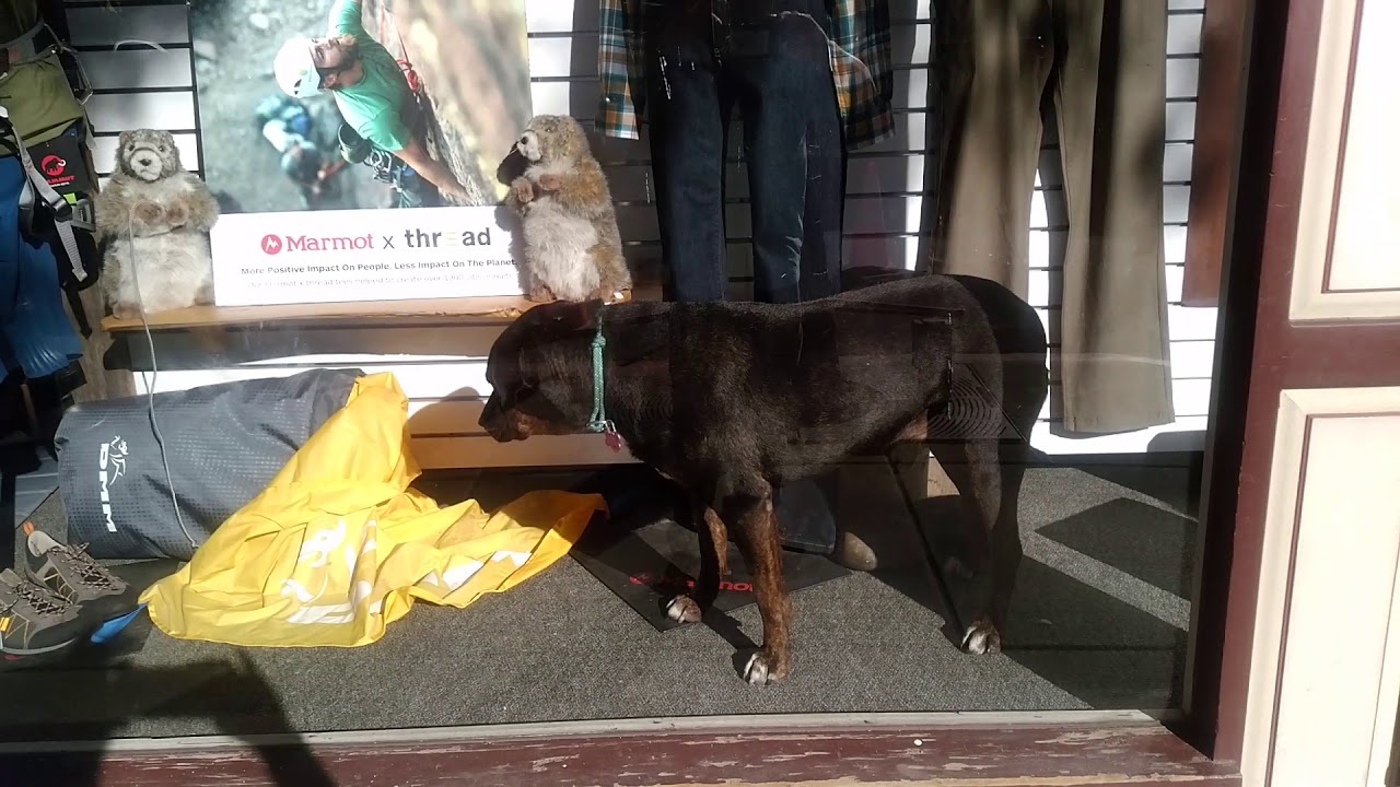 Dog shop clerk YouTube