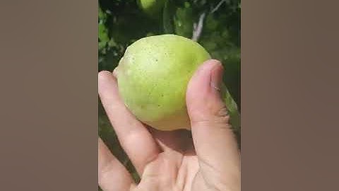pear🍐picking
